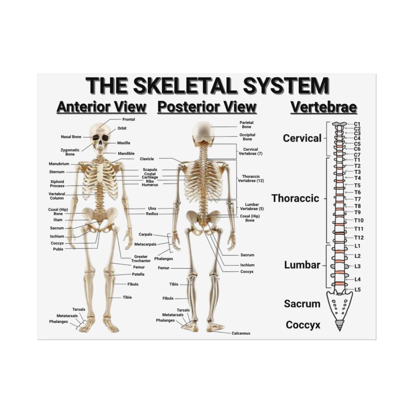 Biology Poster of the Skeletal System: STEM Poster