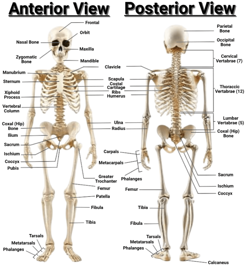 Biology Skeletal System Graphic