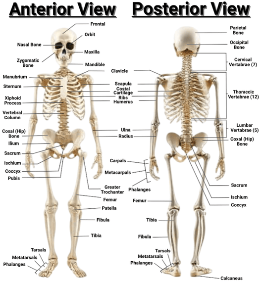 Biology Skeletal System Graphic